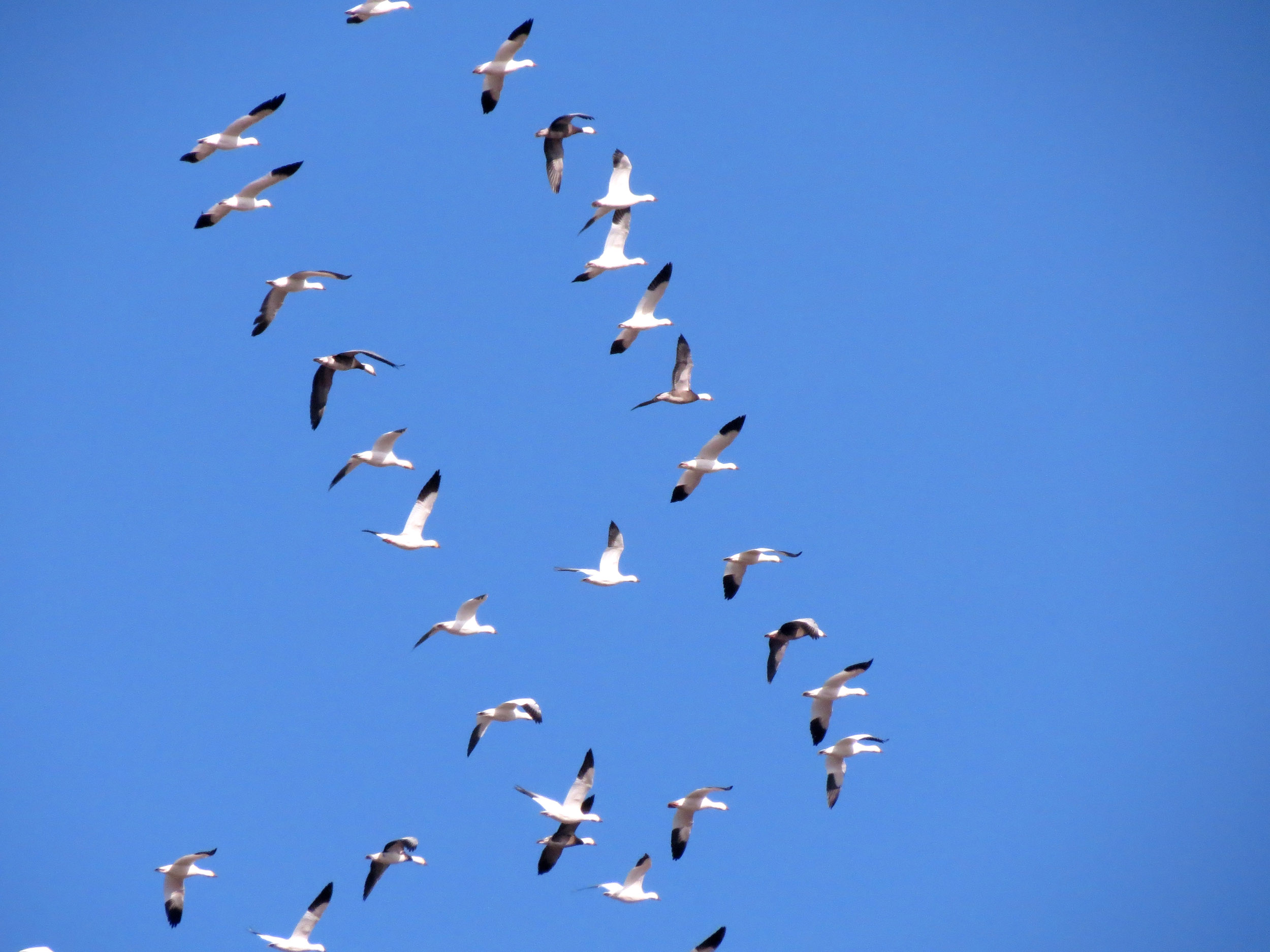fall birding fall birding