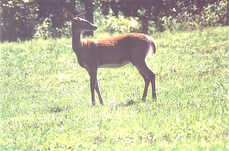 deer02.jpg